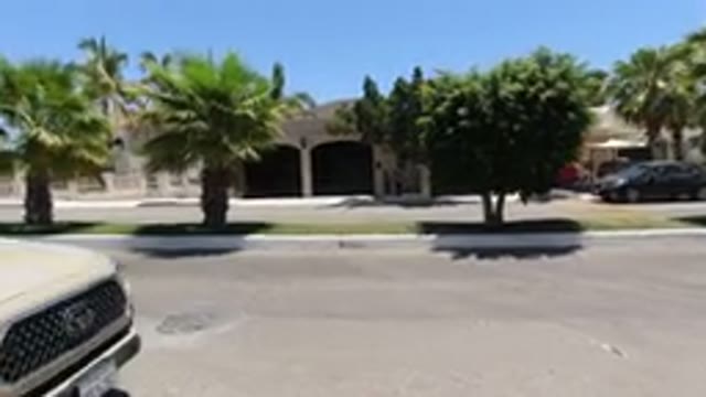 SAN JOSE DEL CABO MEXICO-2020: Dog Walking On The Side Of The Road Near Parking