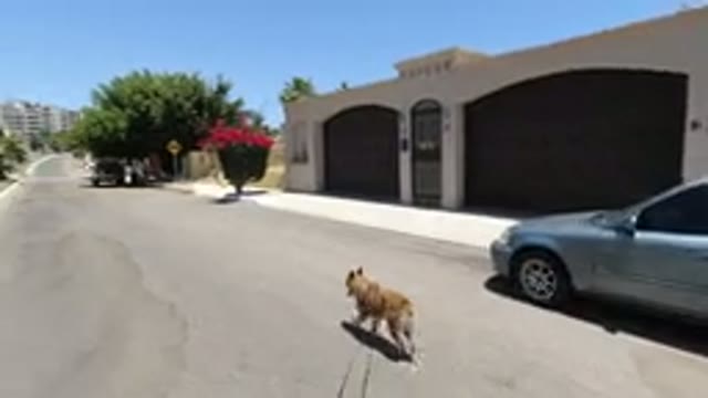 SAN JOSE DEL CABO MEXICO-2020: Brave Brown Dog Walking the Street of San Jose
