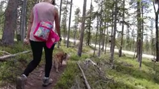 WINTER PARK COLORADO-2019: Woman Walking Her Dog Along Narrow Path In Tall Trees