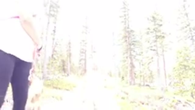 WINTER PARK COLORADO-2019: Walking In The Forest With Dog In Bright Sunlight