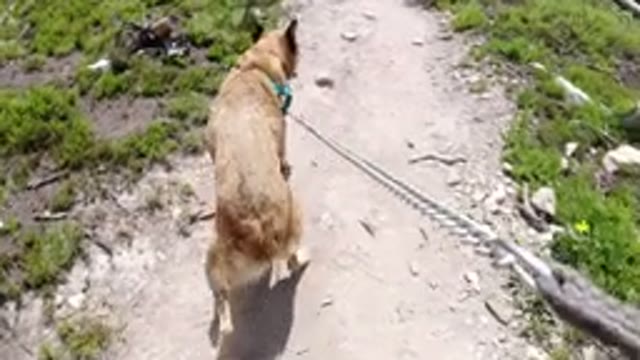 WINTER PARK COLORADO-2019: A Dog On A Leash Walking In A Narrow Path