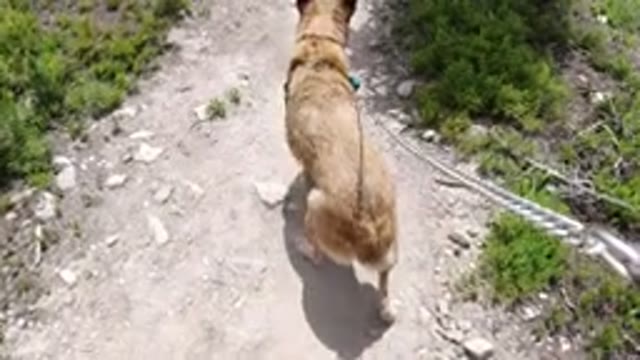 WINTER PARK COLORADO-2019: Video Of A Man Walking His Dog In A Tropical Place