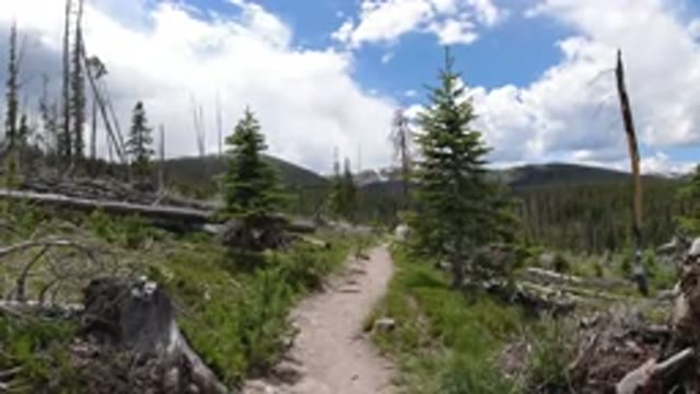 WINTER PARK COLORADO-2019: Trail With Pine Trees Blue Sky Fluffy Clouds And A