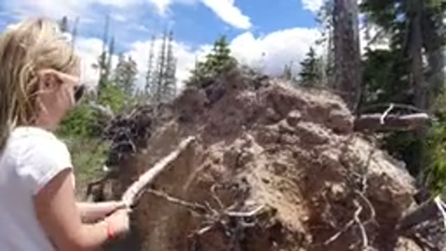 WINTER PARK COLORADO-2019: Girl Hits Uprooted Tree With Stick At Park