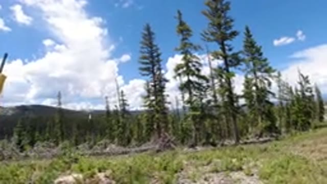 WINTER PARK COLORADO-2019: Trees Long Length Trees Video Shoots Nearer To The