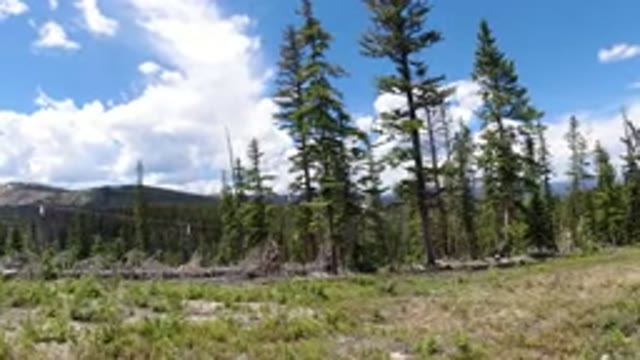 WINTER PARK COLORADO-2019: A Tree And Mountain Has Been Captured