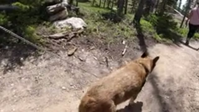 WINTER PARK COLORADO-2019: People Hiking With Their Dog On A Path In The Woods