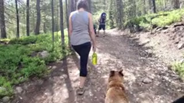 WINTER PARK COLORADO-2019: Hiking the Forest Trail in Winter Park With My Dog