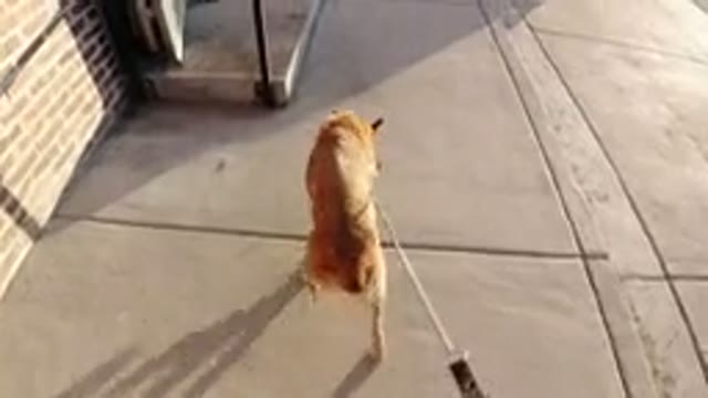 WINTER PARK COLORADO-2019: Dog On A Leash Sniffing City Sidewalk