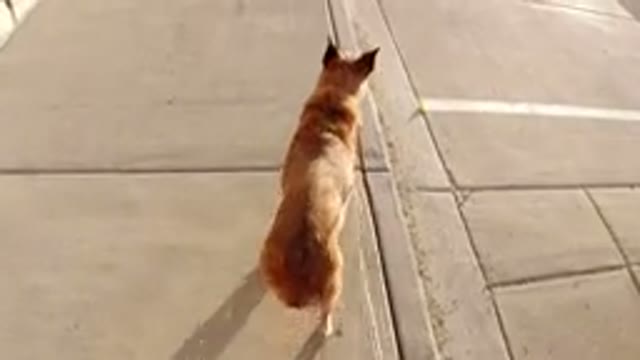 WINTER PARK COLORADO-2019: Video Of A Man Walking His Large Dog On A Leash On