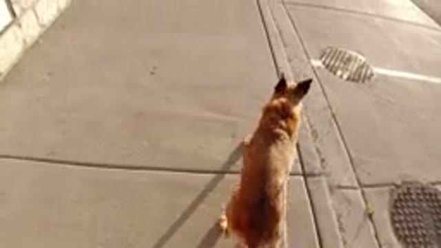 WINTER PARK COLORADO-2019: Brave Brown Dog Walking On A Concrete Pathway