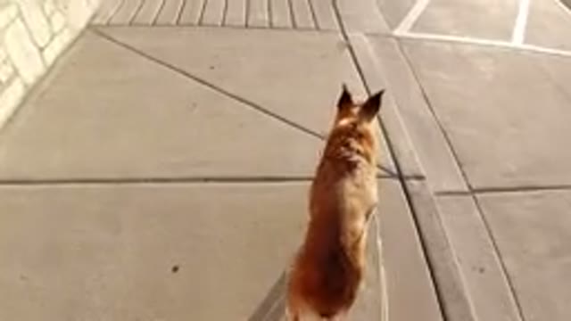 WINTER PARK COLORADO-2019: A Brown Dog Walking On The Sidewalk By A Leash