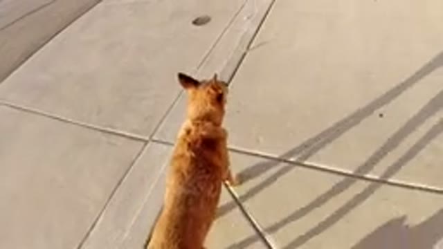 WINTER PARK COLORADO-2019: A Dog Being Walked Outside On A Sidewalk On A Hot And Sunny Day