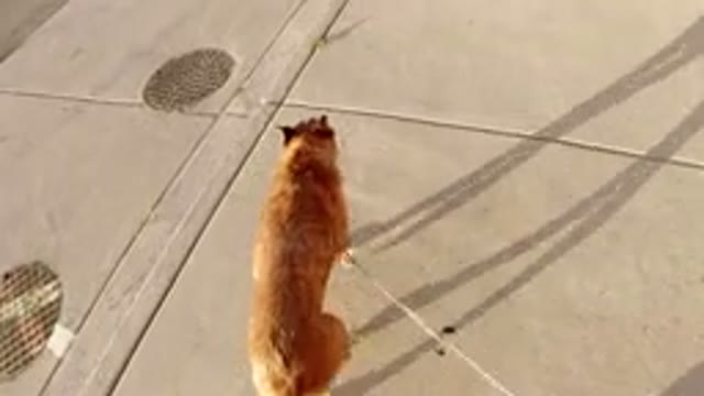 WINTER PARK COLORADO-2019: A Brown Dog Going For The Walk On The Road Side With Owner