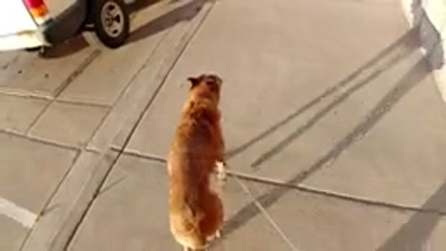 WINTER PARK COLORADO-2019: A Dog Walks on the Roadway