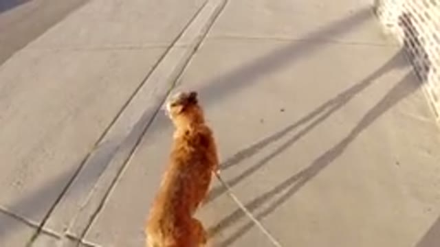 WINTER PARK COLORADO-2019: Brave Brown Dog Walking On The Concrete Sideway