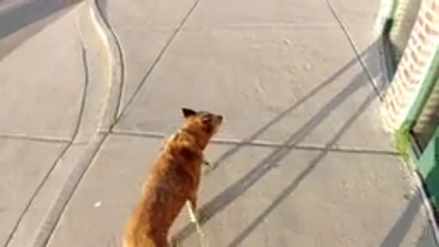 WINTER PARK COLORADO-2019: Let This Cute And Curious Dog Sniff You Around His Neighborhood