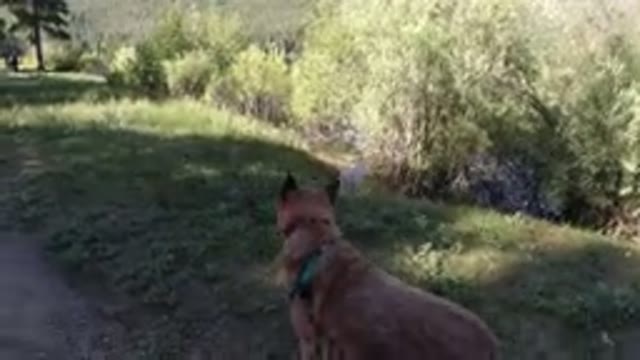 WINTER PARK COLORADO-2019: Brown Dog On A Leash Walks Along A Trail In The Grass