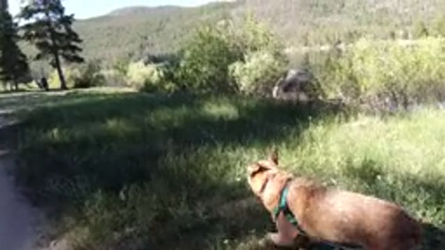 WINTER PARK COLORADO-2019: Brown Medium Sized Dog Walks On Leash Sniffs At