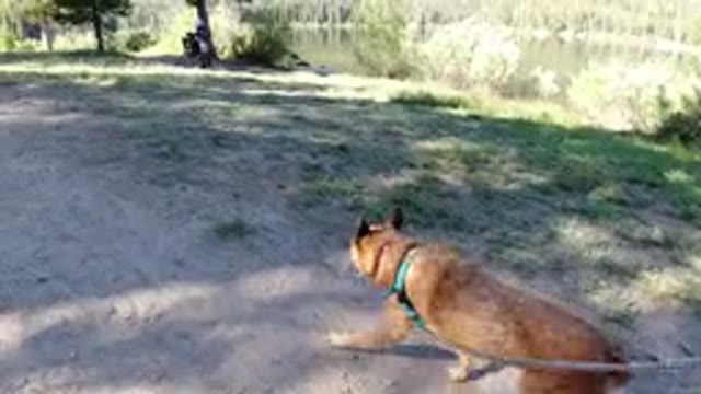 WINTER PARK COLORADO-2019: Taking My Dog For A Walk In The Park We Are Very