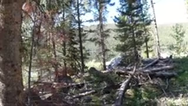 WINTER PARK COLORADO-2019: Walking Through The Forest Where There Are Lot Of