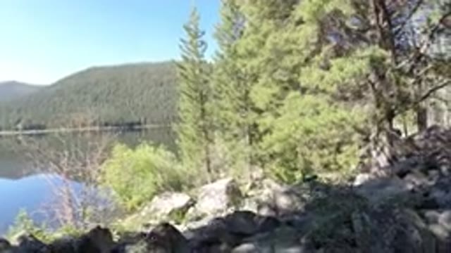 WINTER PARK COLORADO-2019: A Slow Moving Camera Shot Of Large Green Trees Near A