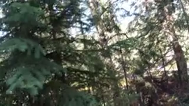 WINTER PARK COLORADO-2019: Person Roaming In And Around Trees Near A Waterfall