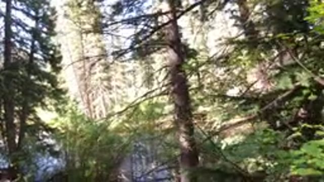 WINTER PARK COLORADO-2019: A View Of The Nature With A Lot Of Tall Trees And A