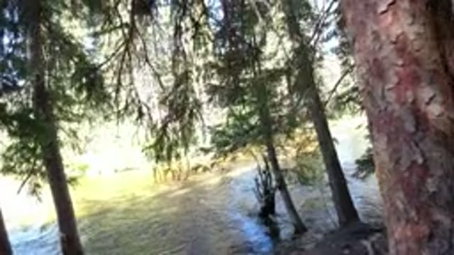 WINTER PARK COLORADO-2019: Walking In The Woods Next To A River