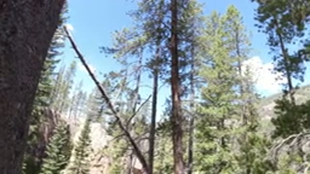 WINTER PARK COLORADO-2019: Trees In A Forest On A Nice And Sunny Day