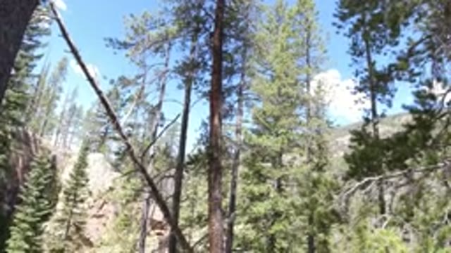 WINTER PARK COLORADO-2019: A Forest Area Captured With Trees