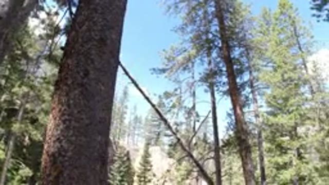 WINTER PARK COLORADO-2019: A Stream Flowing Through Trees Covered Area