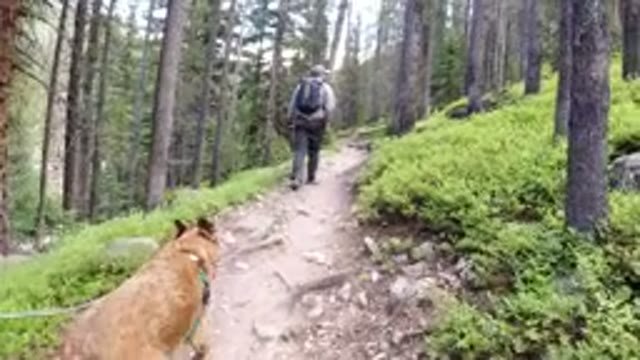 WINTER PARK COLORADO-2019: A Walk In The Wonderful Woods With A Following Wild