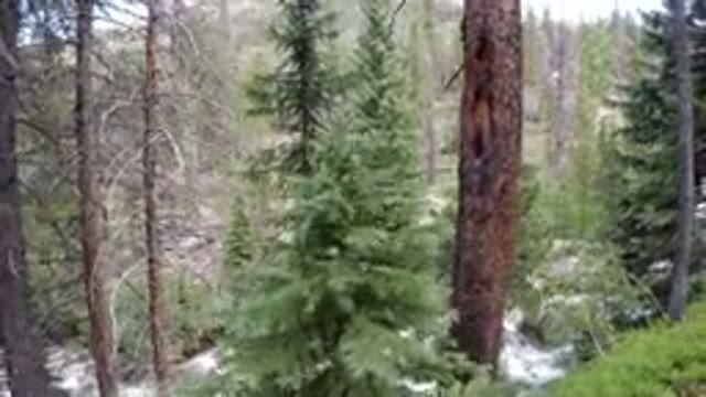 WINTER PARK COLORADO-2019: A View Of Nature With Tall Trees And Snow On The Ground