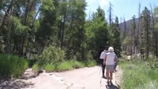 WINTER PARK COLORADO-2019: People With Sticks Hiking In Dense Green Forest
