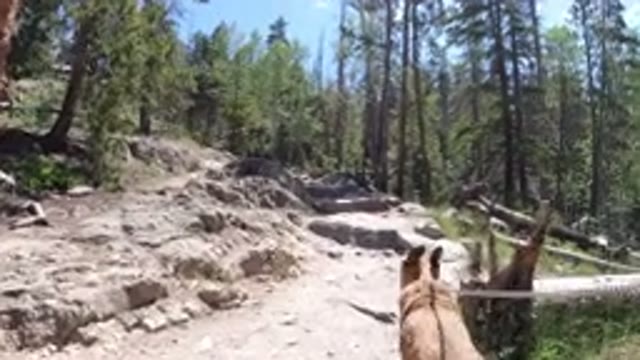 WINTER PARK COLORADO-2019: A Dog Walking In The Mountain