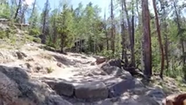 WINTER PARK COLORADO-2019: Walking In The Woods With Dog, Trees, Rocks, and Footpath on a Sunny Day