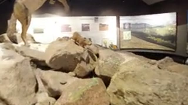 WINTER PARK COLORADO-2019: Child Looking At A Petrified Hunting Animal At The Museum