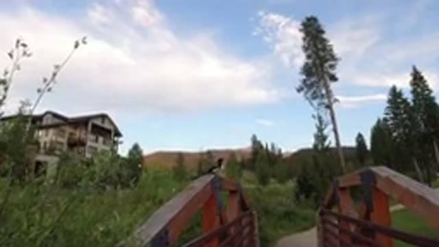 WINTER PARK COLORADO-2019: A Small Black And White Colored Bird Sits Atop A