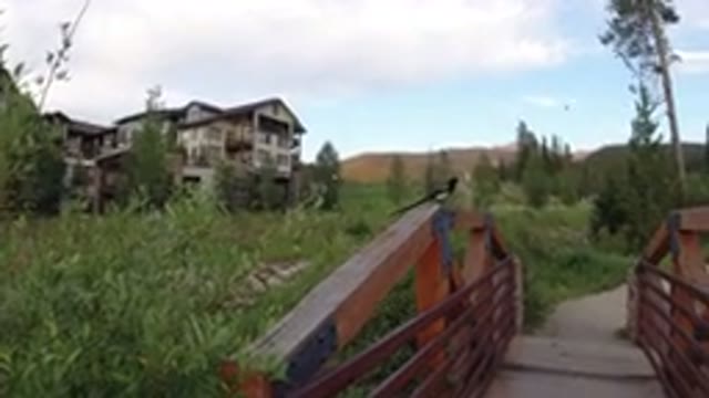 WINTER PARK COLORADO-2019: A House Covered With A Small Bridge And Trees Are