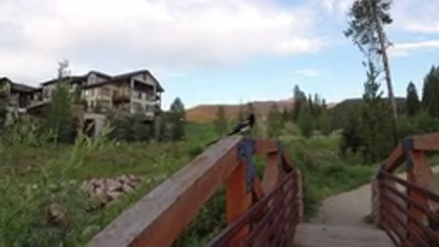 WINTER PARK COLORADO-2019: Downview of House, Grass, Stones, Mountains, Bird, Sky