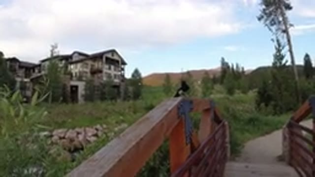 WINTER PARK COLORADO-2019: Black and White Bird Flies Away as Person Walks Over Wooden Bridge