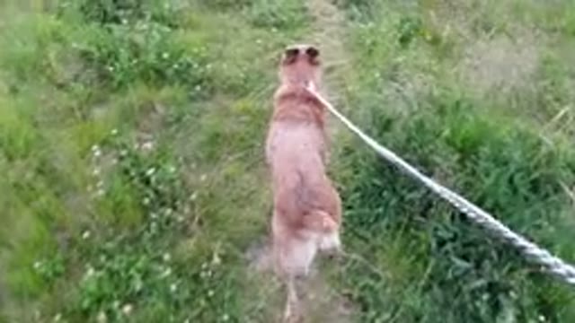 WINTER PARK COLORADO-2019: Going Out With My Dog For A Walk In The Park