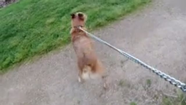 WINTER PARK COLORADO-2019: Leashed Dog Walking Dirt Path Through Park Passing
