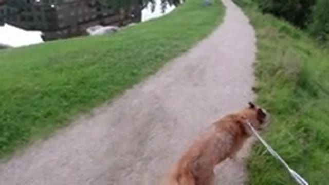 WINTER PARK COLORADO-2019: A Dog Walking At An Outstanding Park