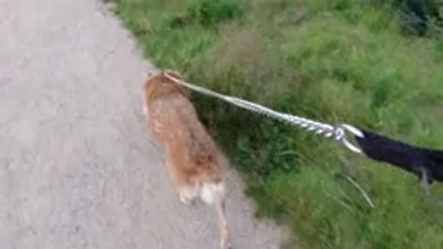 WINTER PARK COLORADO-2019: Walking The Dog While The Leash On By The Glass