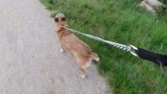 WINTER PARK COLORADO-2019: Brave Brown Dog Walking On A Leash