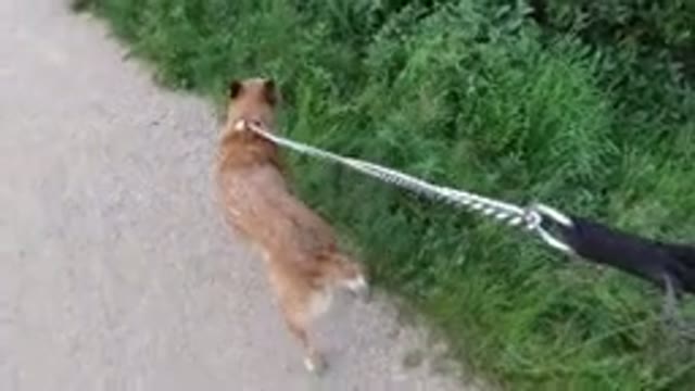 WINTER PARK COLORADO-2019: A Dog Walking Alongside A Roadway On A Leash With