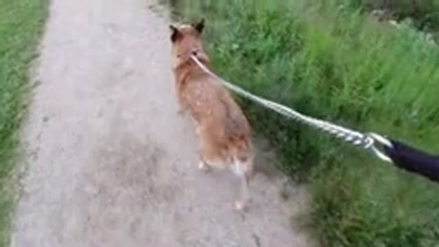 WINTER PARK COLORADO-2019: Man Taking Dog for a Walk