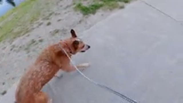 WINTER PARK COLORADO-2019: Dog Enjoying Walk on Walkway Near Lake with Grasses